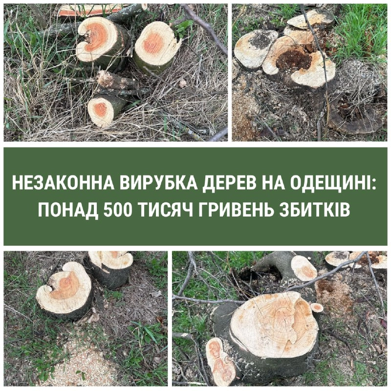 На Одещині виявили масштабну незаконну вирубку дерев