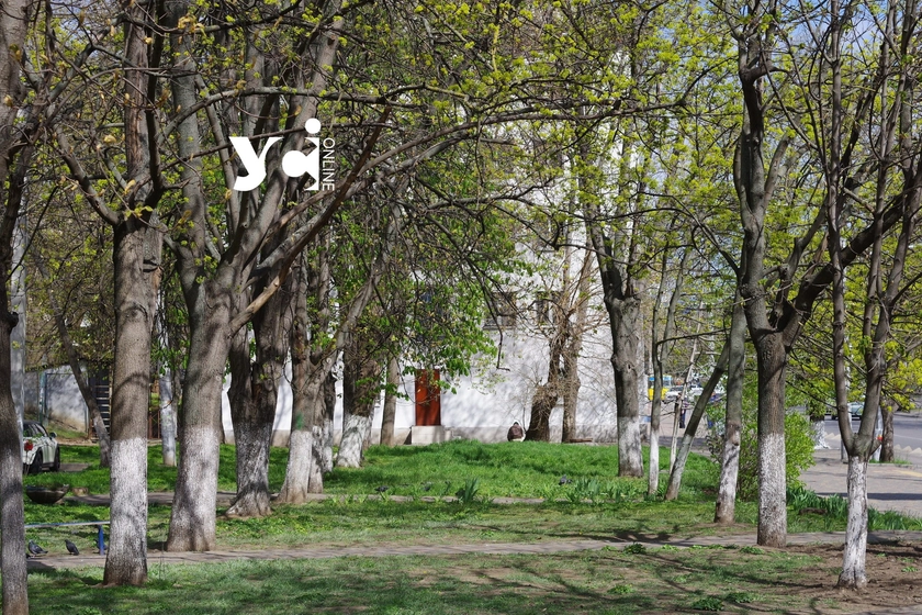У Приморському районі запланували провести інвентаризацію дерев за майже мільйон – громадськість проти