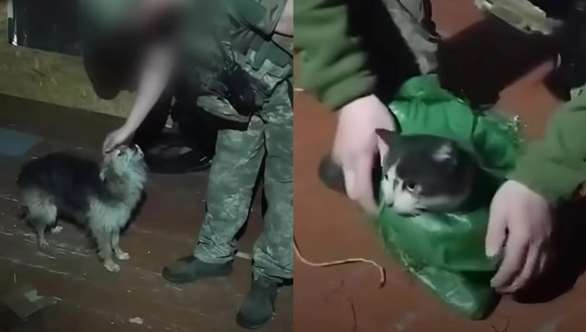 12 км над фронтом: військові дроном врятували кота і собаку