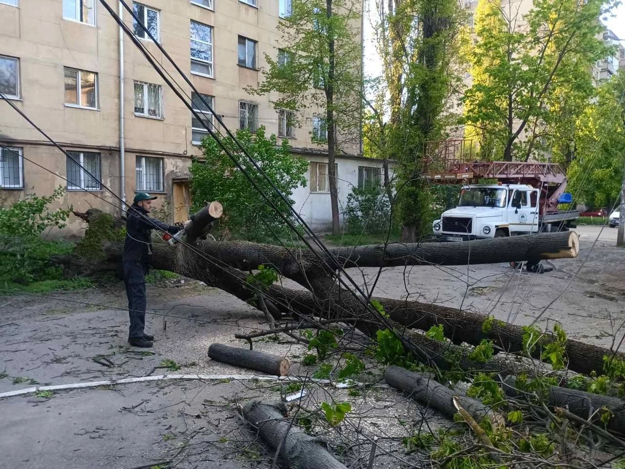 Штормовий вітер повалив в Одесі 85 дерев: комунальники продовжують ліквідацію наслідків