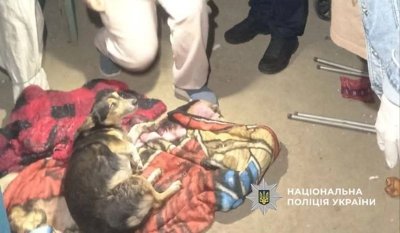 На Одещині чоловік вистрілив у сусідського собаку з рушниці