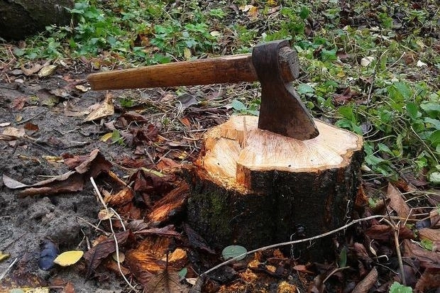 Майже 5 млн збитків і незаконні вирубки: екологи розповіли про найчастіші порушення