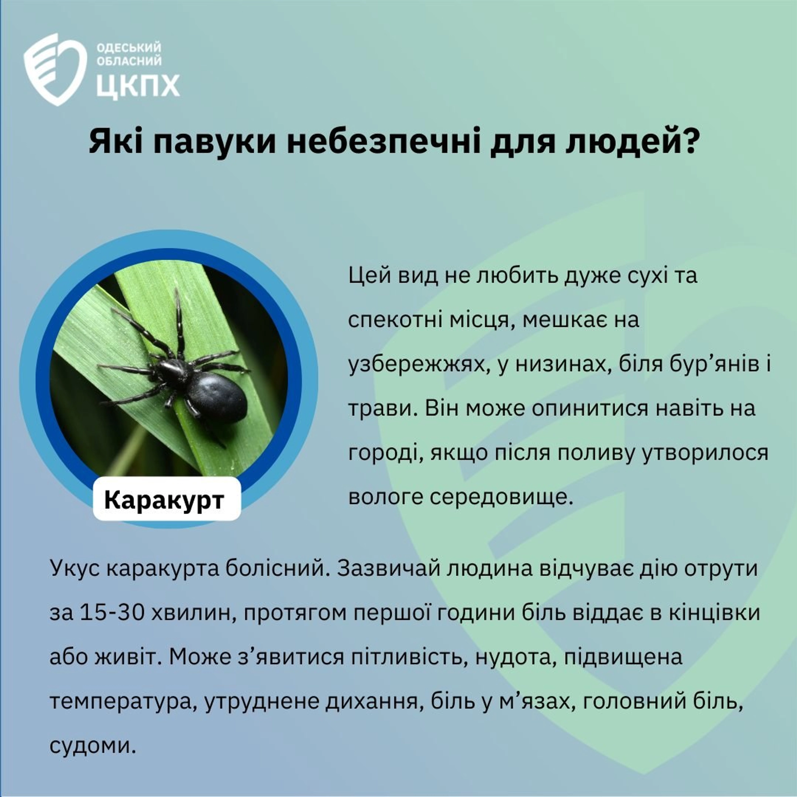 В Україні побільшало отруйних каракуртів: що потрібно знати про небезпечного павука