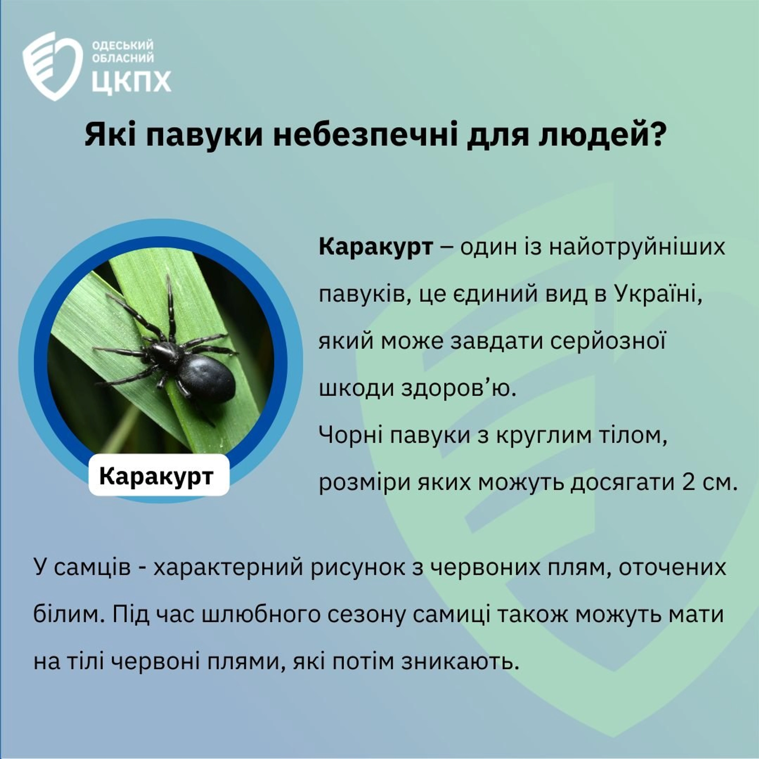В Україні побільшало отруйних каракуртів: що потрібно знати про небезпечного павука