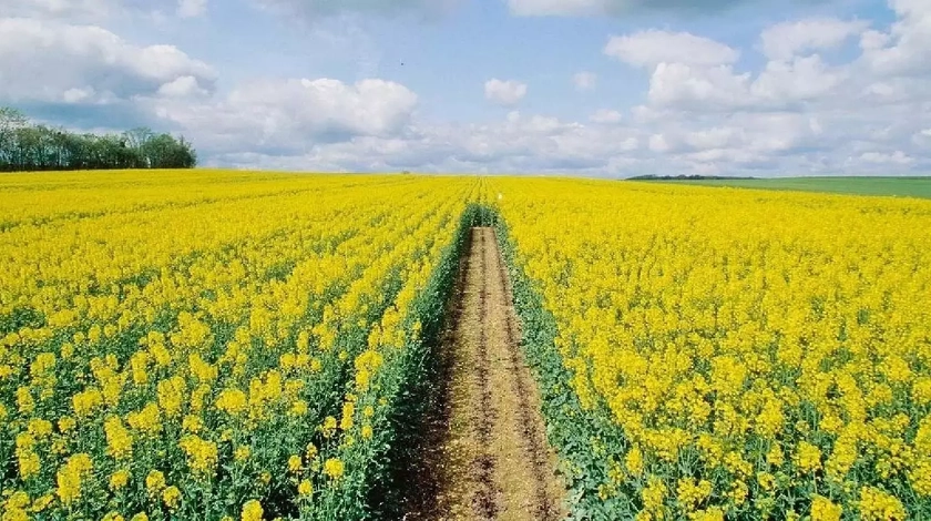 Україна увійде до трійки найбільших експортерів ріпаку у світі — прогноз