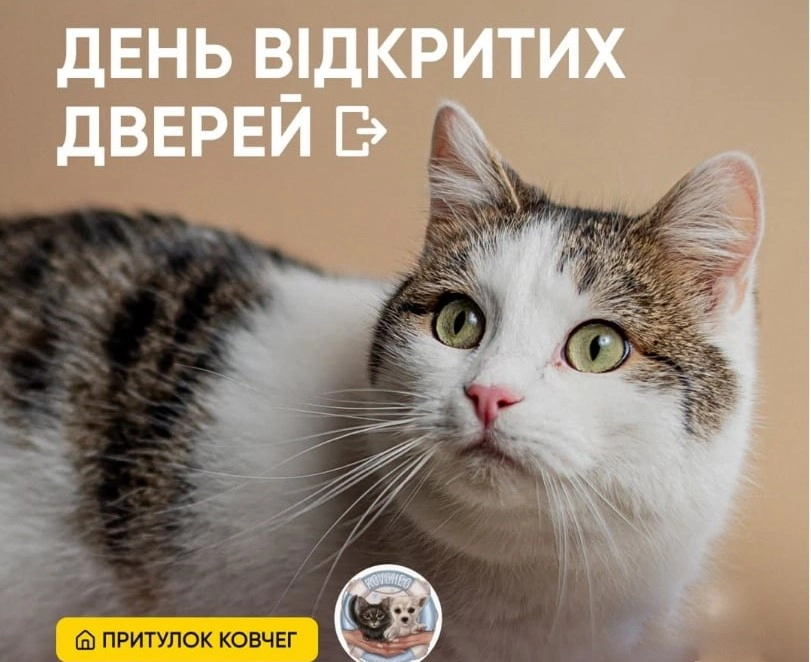 Пухнастики Одеси приймали гостей: День відкритих дверей відбувся у притулку «Ковчег»