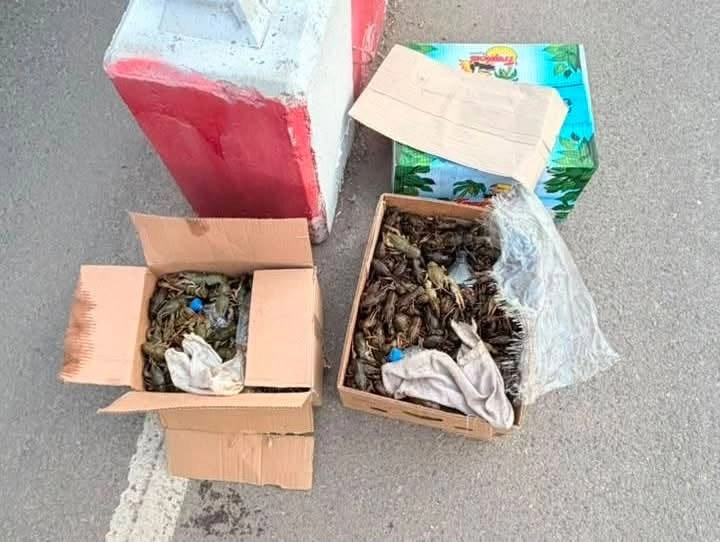 Перевозили незаконно: на Одещині в маршрутці потайки везли 670 живих раків