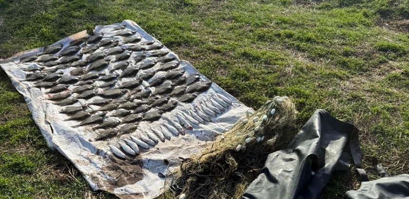 Держекоінспекція вимагає понад 4 млн грн збитків за незаконний вилов риби у «Тузлівських лиманах»