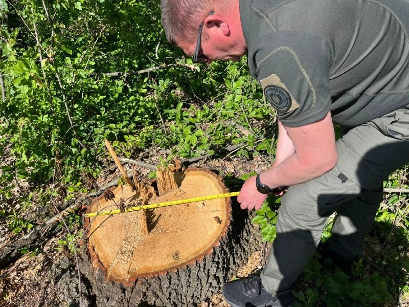 На Одещині незаконно вирубали дуби на понад мільйон гривень