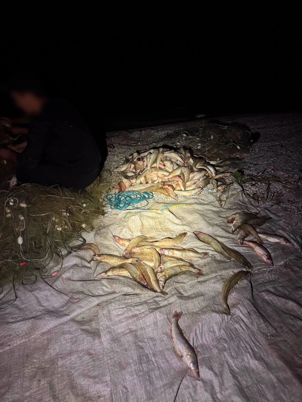 Майже 600 судаків за ніч: на Одещині затримали 27-річного браконьєра